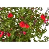 TRUFFAUT - Salvia 'Hot lips' : Pot 7,5L