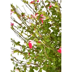 TRUFFAUT - Salvia 'Hot lips' : Pot 7,5L