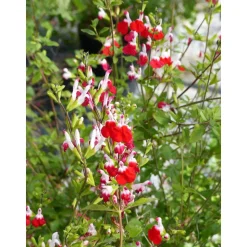 TRUFFAUT - Salvia 'Hot lips' : Pot 7,5L