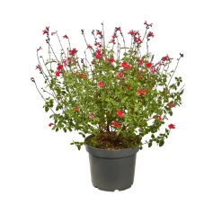 TRUFFAUT - Salvia 'Hot lips' : Pot 7,5L