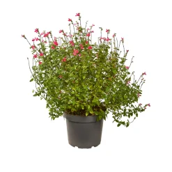 TRUFFAUT - Salvia 'Hot lips' : Pot 7,5L
