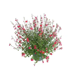 TRUFFAUT - Salvia 'Hot lips' : Pot 7,5L