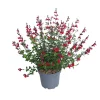 TRUFFAUT - Salvia 'Royal bumble' : Pot 7,5L