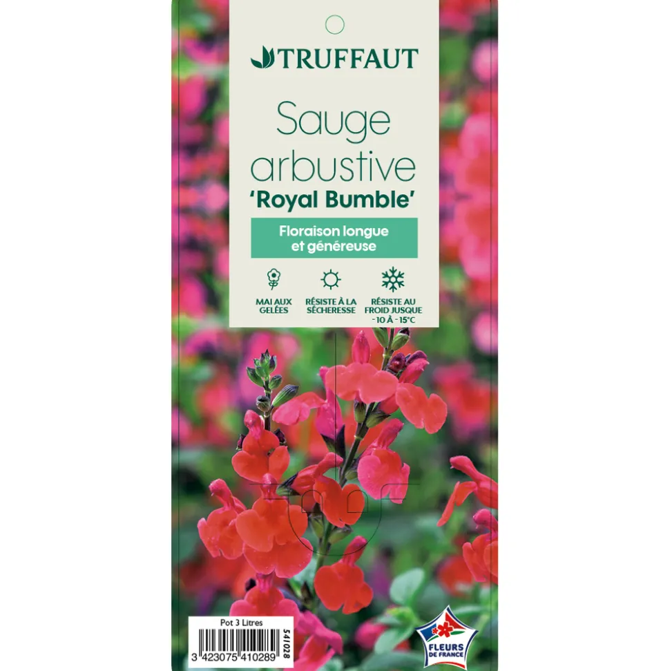 TRUFFAUT - Sauge microphylla 'Royal Bumble' : ctr 3 litres