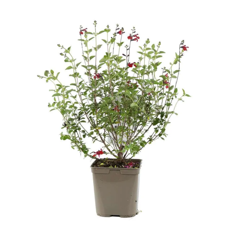 TRUFFAUT - Sauge microphylla 'Royal Bumble' : ctr 3 litres