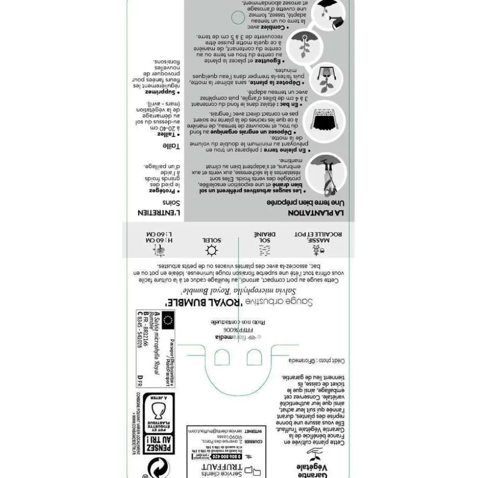 TRUFFAUT - Sauge microphylla 'Royal Bumble' : ctr 3 litres