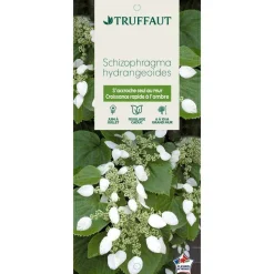 TRUFFAUT - Schizophragma hydrangeoides, pot 3 litres