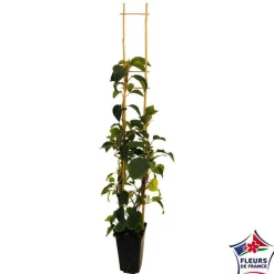 TRUFFAUT - Schizophragma hydrangeoides, pot 3 litres