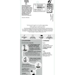 TRUFFAUT - Schizophragma hydrangeoides, pot 3 litres