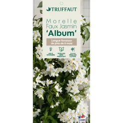 TRUFFAUT - Solanum jasminoïdes 'Album': pot 3L