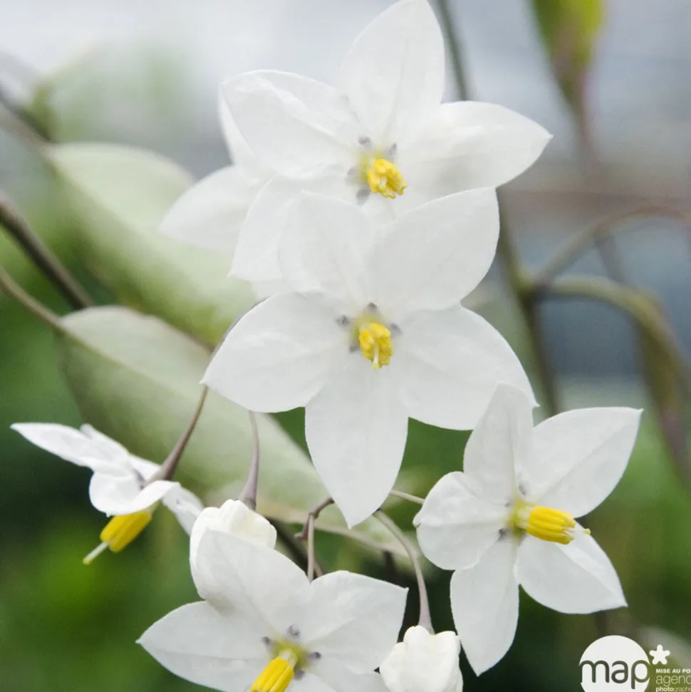 TRUFFAUT - Solanum jasminoïdes: pot 3L