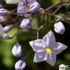 TRUFFAUT - Solanum jasminoïdes: pot 3L