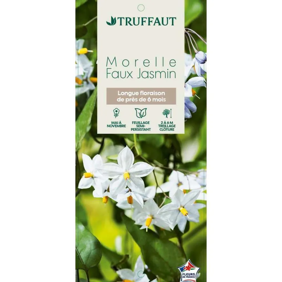 TRUFFAUT - Solanum jasminoïdes: pot 3L