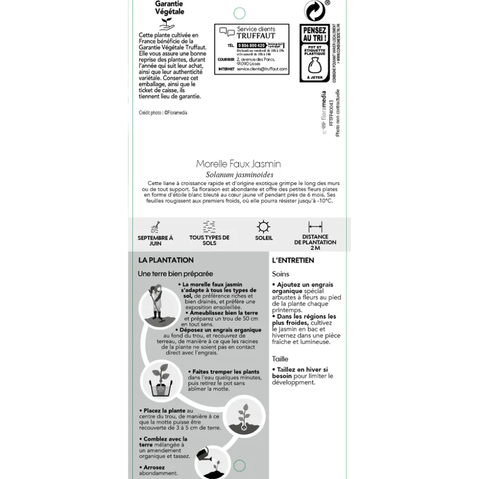 TRUFFAUT - Solanum jasminoïdes: pot 3L