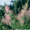 TRUFFAUT - Tamarix 'Pink Cascade' : pot de 3 L