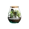 TRUFFAUT - Terrarium Darasa M, en verre, avec plantes vertes : D.19cm