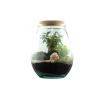 TRUFFAUT - Terrarium 'Darasa' M - Ginseng : D.19cm - H.23cm