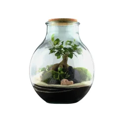TRUFFAUT - Terrarium 'Mimea' : D.29cm - H.36cm