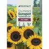 TRUFFAUT - Tournesol sunspot 3 g
