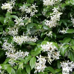 TRUFFAUT - Trachelospermum jasminoides Truffaut : C6L