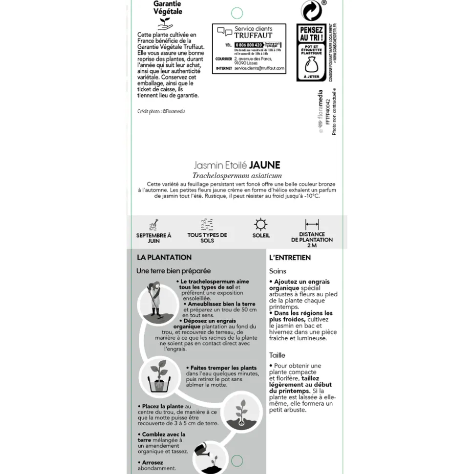 TRUFFAUT - Trachelospermum asiaticum : 3L