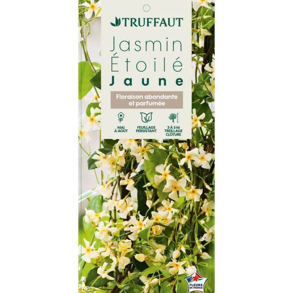 TRUFFAUT - Trachelospermum asiaticum : 3L
