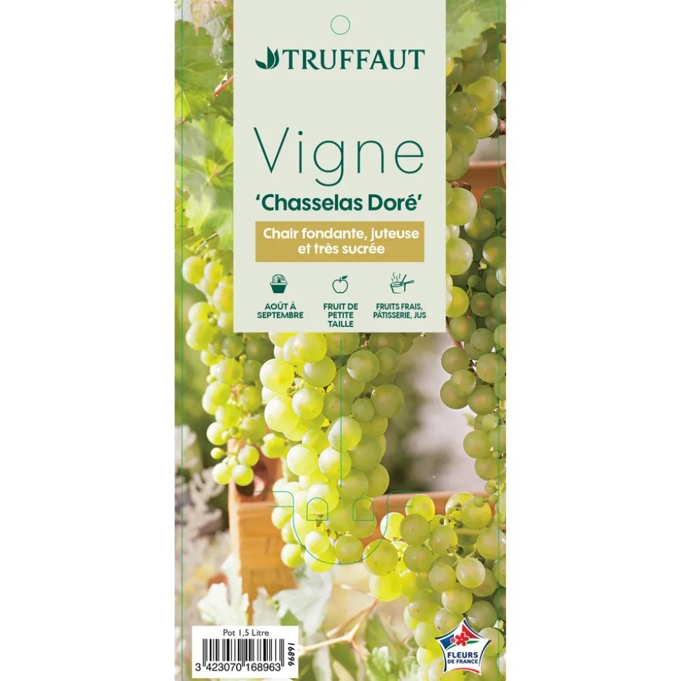 TRUFFAUT - Vigne 'Chasselas Doré' : pot de 1,5 litres