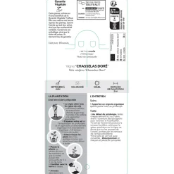 TRUFFAUT - Vigne 'Chasselas Doré' : pot de 1,5 litres