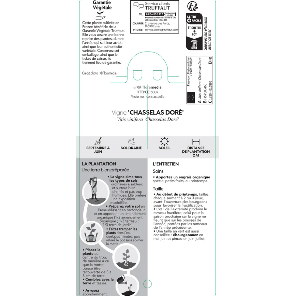 TRUFFAUT - Vigne 'Chasselas Doré' : pot de 1,5 litres