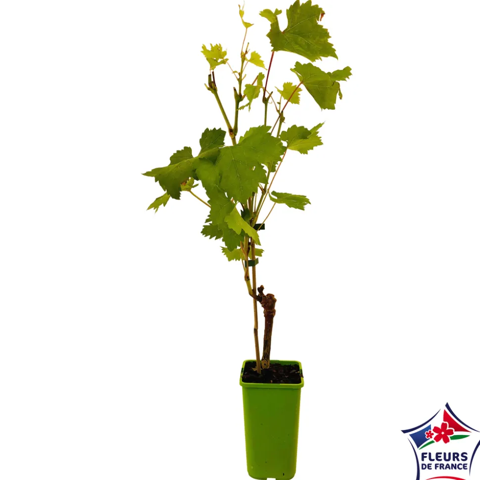 TRUFFAUT - Vigne 'Chasselas Doré' : pot de 1,5 litres