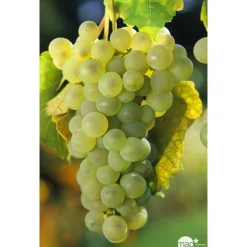 TRUFFAUT - Vigne 'Chasselas Doré' : pot de 1,5 litres