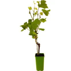 TRUFFAUT - Vigne 'Italia' : pot de 1,5 litres
