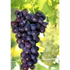 TRUFFAUT - Vigne 'Muscat de Hambourg' : pot de 1,5 litres