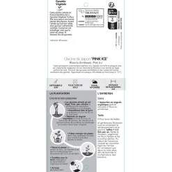 TRUFFAUT - Wisteria floribunda Pink Ice : ctr de 3 litres