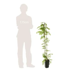 TRUFFAUT - Wisteria floribunda Alba : ctr de 3 litres