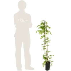 TRUFFAUT - Wisteria sinensis, pot 3 litres