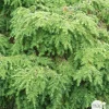 Tsuga canadensis 'Jeddeloh': Hauteur 25/30 cm conteneur 3,7 litres