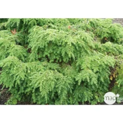 Tsuga canadensis 'Jeddeloh': Hauteur 25/30 cm conteneur 3,7 litres