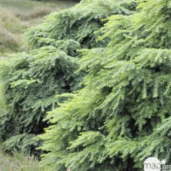 Tsuga canadensis 'Jeddeloh': Hauteur 25/30 cm conteneur 3,7 litres