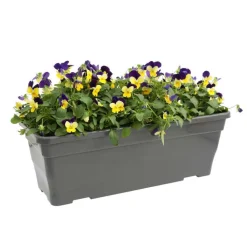 Viola cornuta en jardinière 40cm - Coloris variables