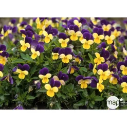 Viola cornute coupe D23 volute - Coloris variables