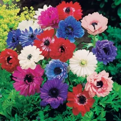 WILLEMSE FRANCE - 30 anémones sainte brigitte en mélange - le sachet de 30 bulbes / circonférence 4-5cm, vendu par lot de 4