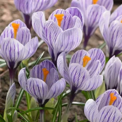 WILLEMSE FRANCE - 15 crocus pick wick - le sachet de 15 bulbes / circonférence 7-8cm, vendu par lot de 6