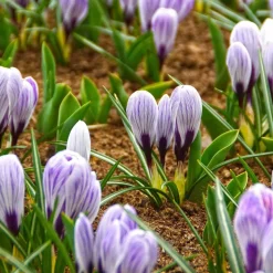 WILLEMSE FRANCE - 15 crocus pick wick - le sachet de 15 bulbes / circonférence 7-8cm, vendu par lot de 6