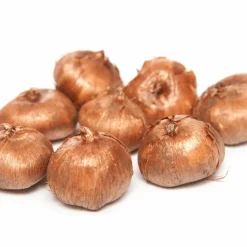 WILLEMSE FRANCE - 15 crocus orange - le sachet de 15 bulbes / circonférence 5-7cm, vendu par lot de 6