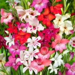 WILLEMSE FRANCE - 20 glaïeuls nains en mélange - le sachet de 20 bulbes / circonférence 8-10cm, vendu par lot de 4