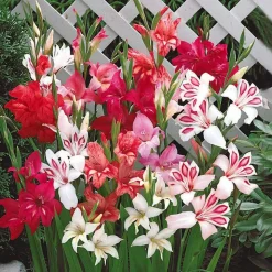 WILLEMSE FRANCE - 20 glaïeuls nains en mélange - le sachet de 20 bulbes / circonférence 8-10cm, vendu par lot de 4