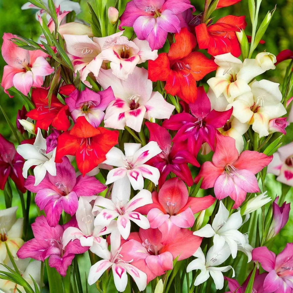 WILLEMSE FRANCE - 20 glaïeuls nains en mélange - le sachet de 20 bulbes / circonférence 8-10cm, vendu par lot de 6