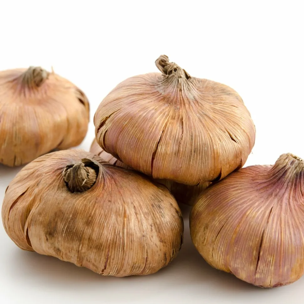 WILLEMSE FRANCE - 20 glaïeuls nains en mélange - le sachet de 20 bulbes / circonférence 8-10cm, vendu par lot de 6