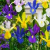 WILLEMSE FRANCE - 50 iris de hollande en mélange - le sachet de 50 bulbes / circonférence 6-7cm, vendu par lot de 6